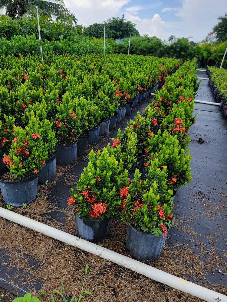 ixora-taiwanensis-dwarf-red-flame-of-the-woods-jungle-flame-dwarf-ixora