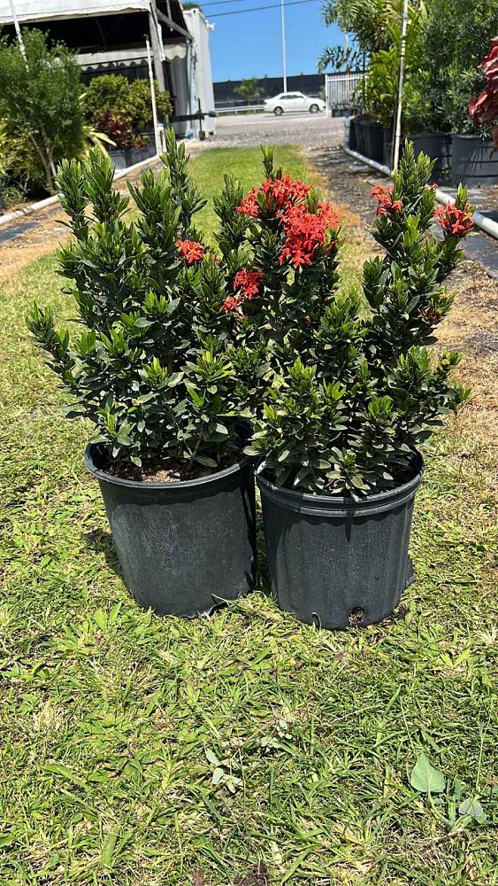 ixora-taiwanensis-dwarf-red-flame-of-the-woods-jungle-flame-dwarf-ixora