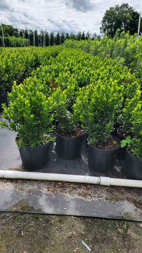 ixora-taiwanensis-dwarf-red-flame-of-the-woods-jungle-flame-dwarf-ixora