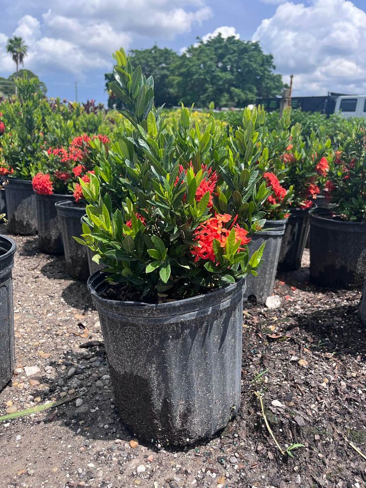 ixora-taiwanensis-dwarf-red-flame-of-the-woods-jungle-flame-dwarf-ixora