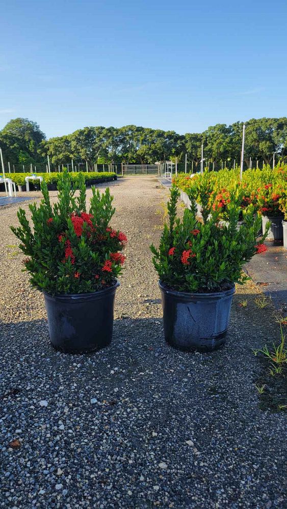 ixora-taiwanensis-dwarf-red-flame-of-the-woods-jungle-flame-dwarf-ixora