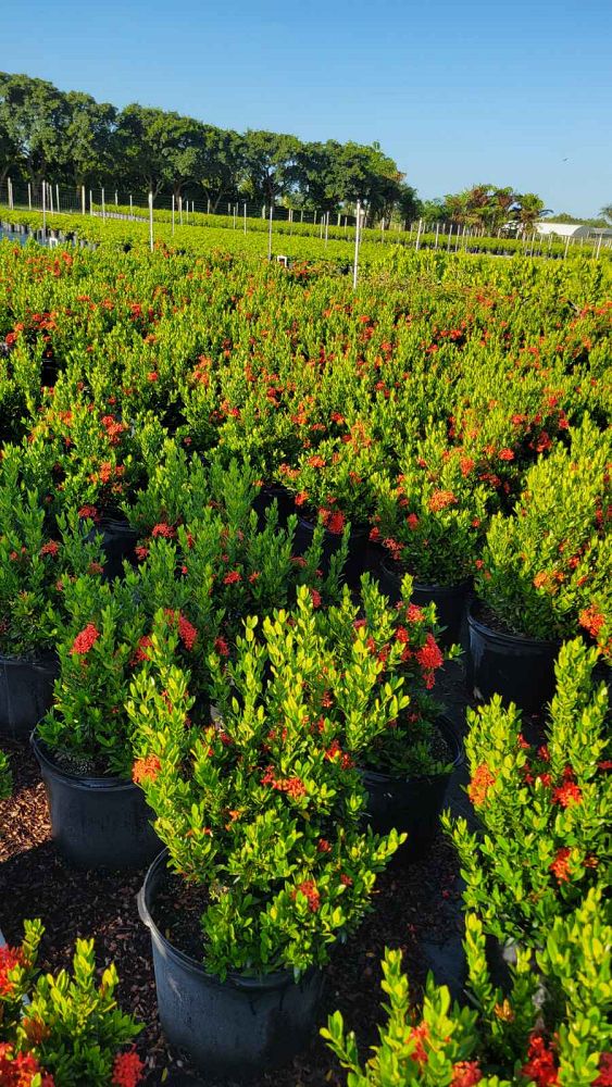 ixora-taiwanensis-dwarf-red-flame-of-the-woods-jungle-flame-dwarf-ixora