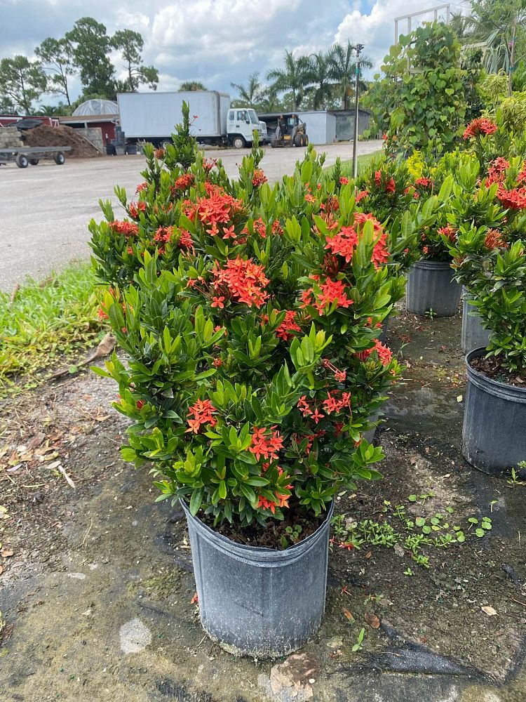 ixora-taiwanensis-dwarf-red-flame-of-the-woods-jungle-flame-dwarf-ixora