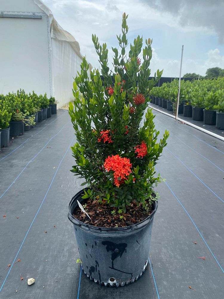 ixora-taiwanensis-dwarf-red-flame-of-the-woods-jungle-flame-dwarf-ixora