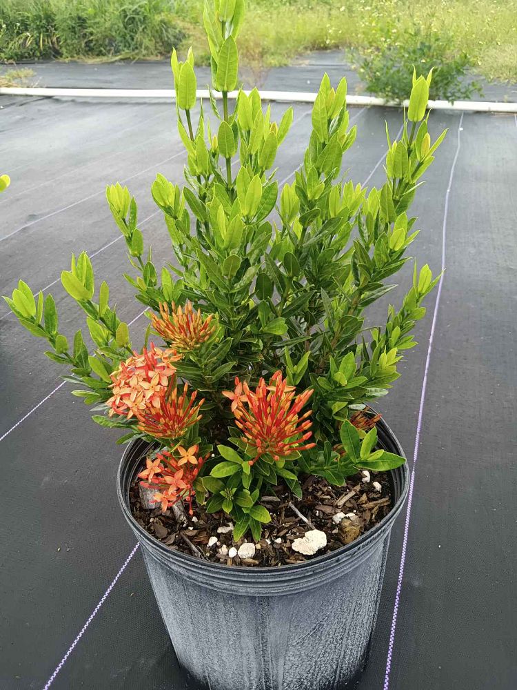 ixora-taiwanensis-dwarf-red-flame-of-the-woods-jungle-flame-dwarf-ixora
