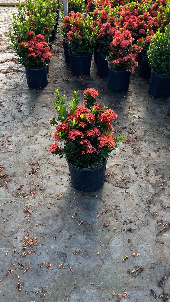 ixora-taiwanensis-dwarf-red-flame-of-the-woods-jungle-flame-dwarf-ixora