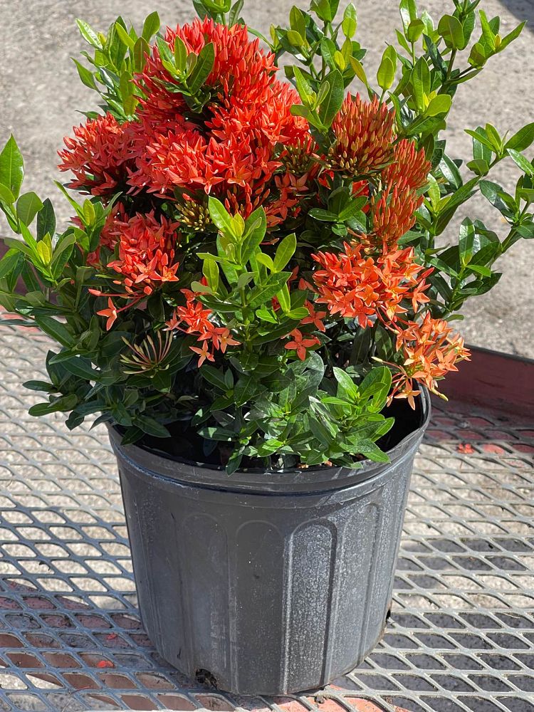 ixora-taiwanensis-dwarf-red-flame-of-the-woods-jungle-flame-dwarf-ixora