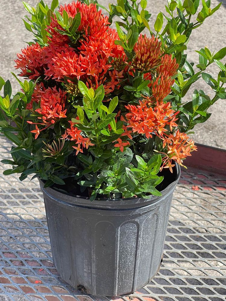 ixora-taiwanensis-dwarf-red-flame-of-the-woods-jungle-flame-dwarf-ixora