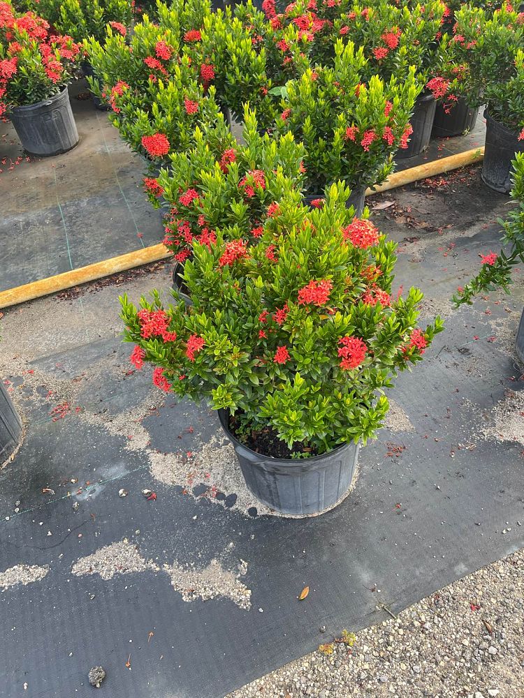ixora-taiwanensis-dwarf-red-flame-of-the-woods-jungle-flame-dwarf-ixora