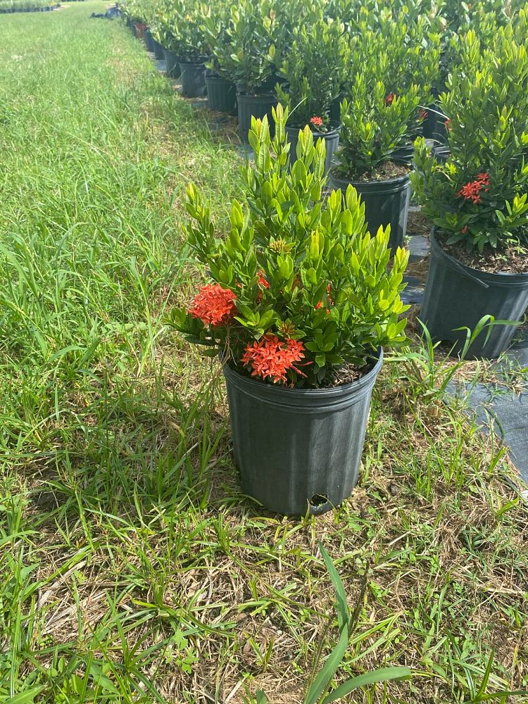 ixora-taiwanensis-dwarf-red-flame-of-the-woods-jungle-flame-dwarf-ixora