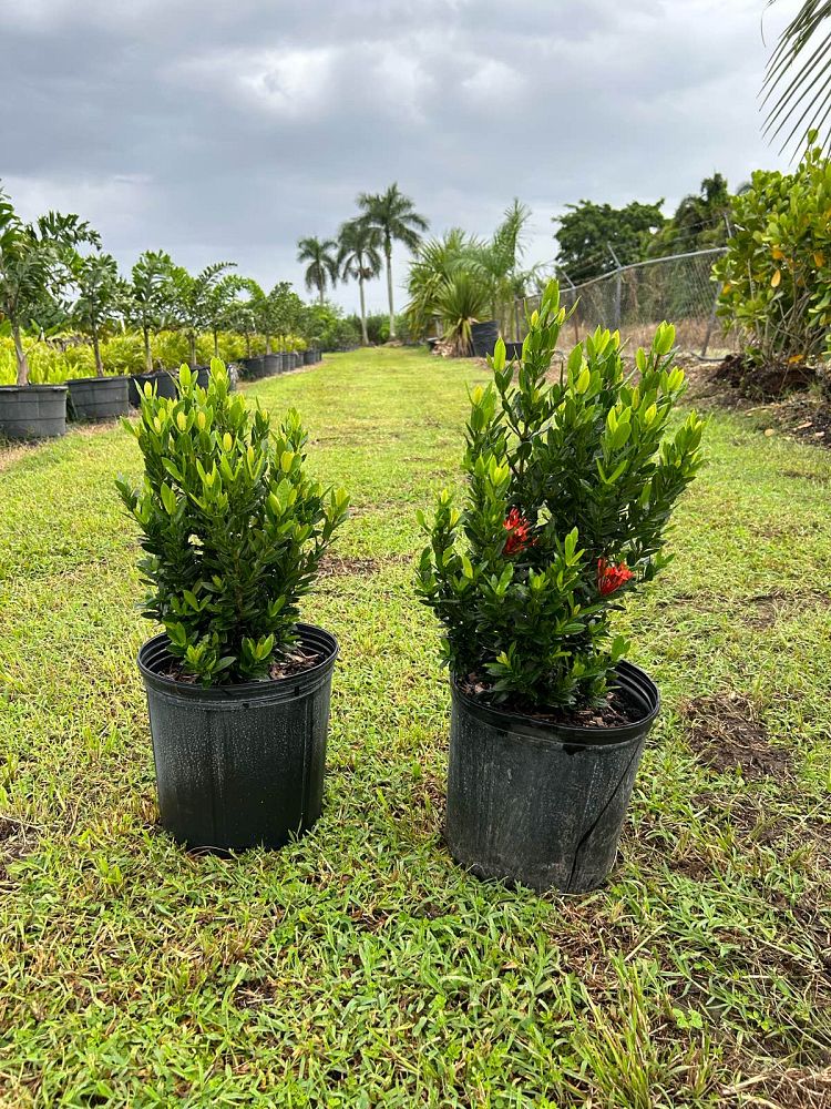 ixora-taiwanensis-dwarf-red-flame-of-the-woods-jungle-flame-dwarf-ixora
