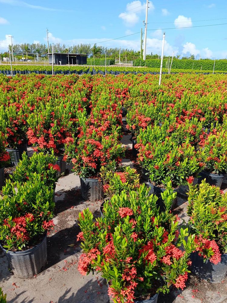 ixora-taiwanensis-dwarf-red-flame-of-the-woods-jungle-flame-dwarf-ixora