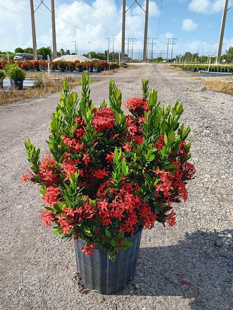 ixora-taiwanensis-dwarf-red-flame-of-the-woods-jungle-flame-dwarf-ixora