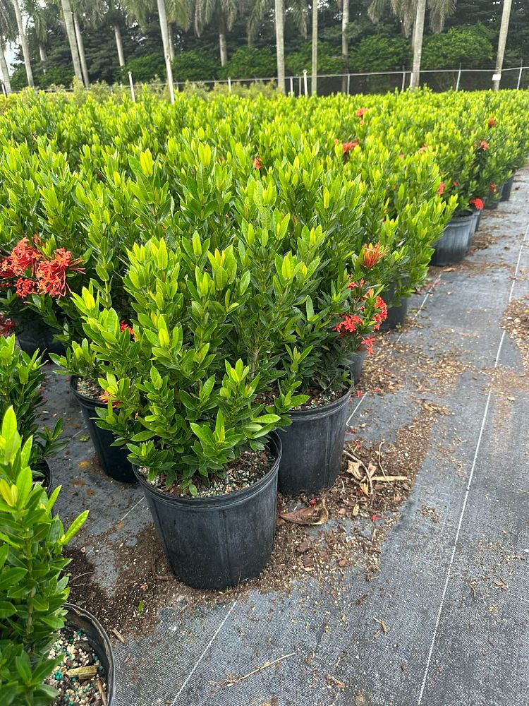 ixora-taiwanensis-dwarf-red-flame-of-the-woods-jungle-flame-dwarf-ixora