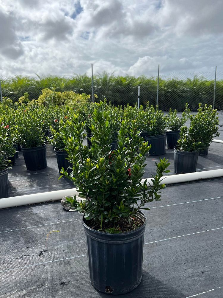 ixora-taiwanensis-dwarf-red-flame-of-the-woods-jungle-flame-dwarf-ixora