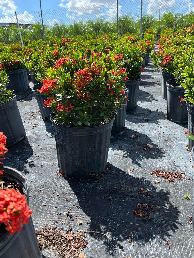 ixora-taiwanensis-dwarf-red-flame-of-the-woods-jungle-flame-dwarf-ixora