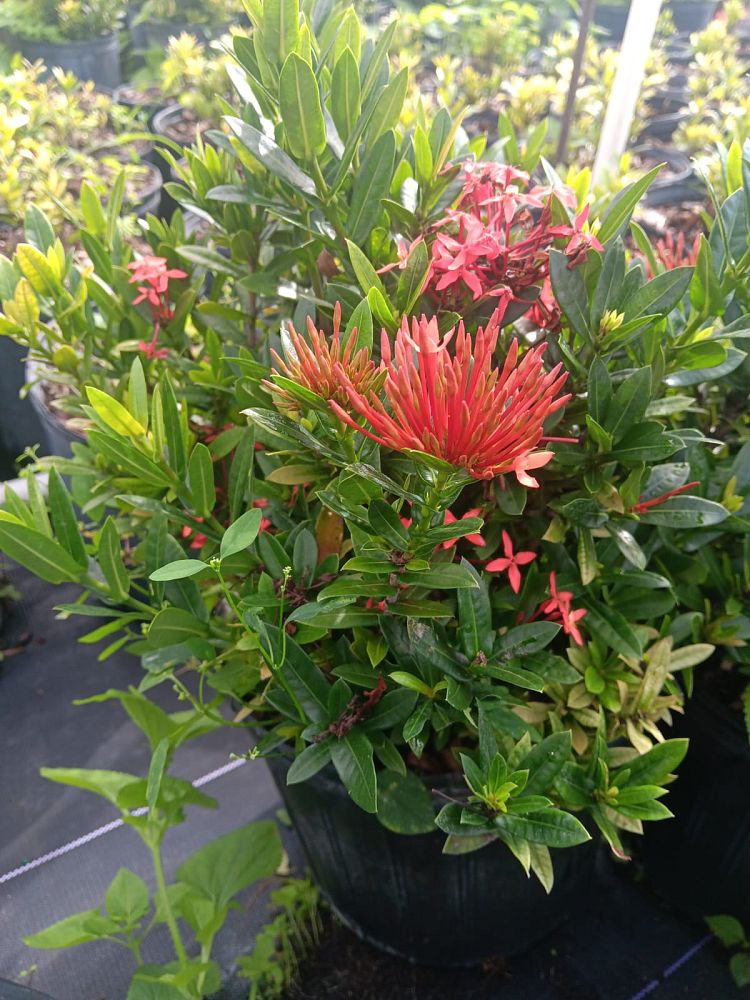 ixora-taiwanensis-dwarf-red-flame-of-the-woods-jungle-flame-dwarf-ixora