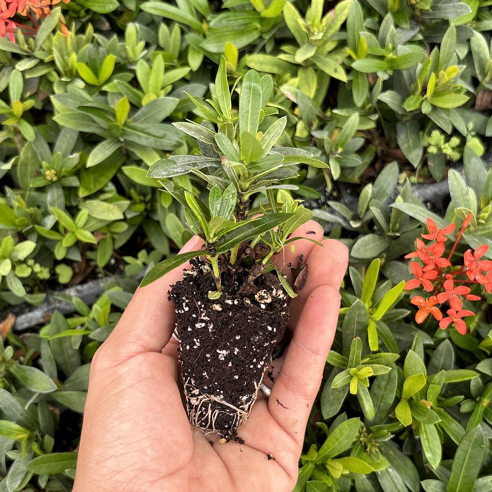ixora-taiwanensis-dwarf-red-flame-of-the-woods-jungle-flame-dwarf-ixora