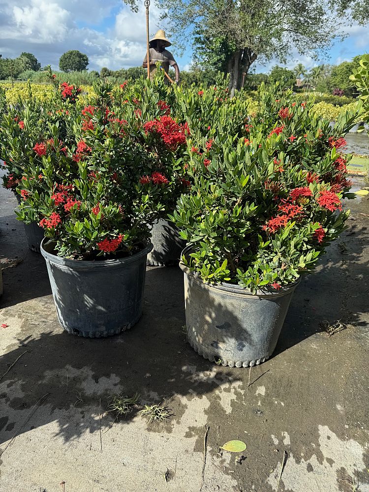 ixora-taiwanensis-dwarf-red-flame-of-the-woods-jungle-flame-dwarf-ixora