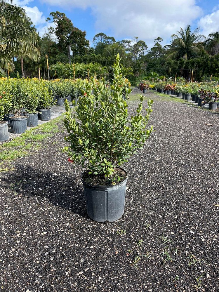 ixora-taiwanensis-dwarf-red-flame-of-the-woods-jungle-flame-dwarf-ixora