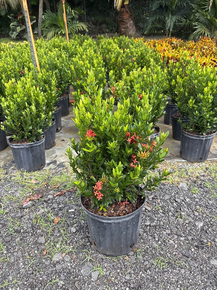 ixora-taiwanensis-dwarf-red-flame-of-the-woods-jungle-flame-dwarf-ixora