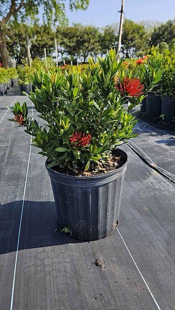 ixora-taiwanensis-dwarf-red-flame-of-the-woods-jungle-flame-dwarf-ixora