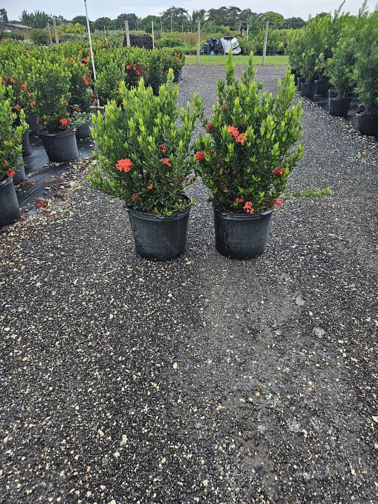 ixora-taiwanensis-dwarf-red-flame-of-the-woods-jungle-flame-dwarf-ixora