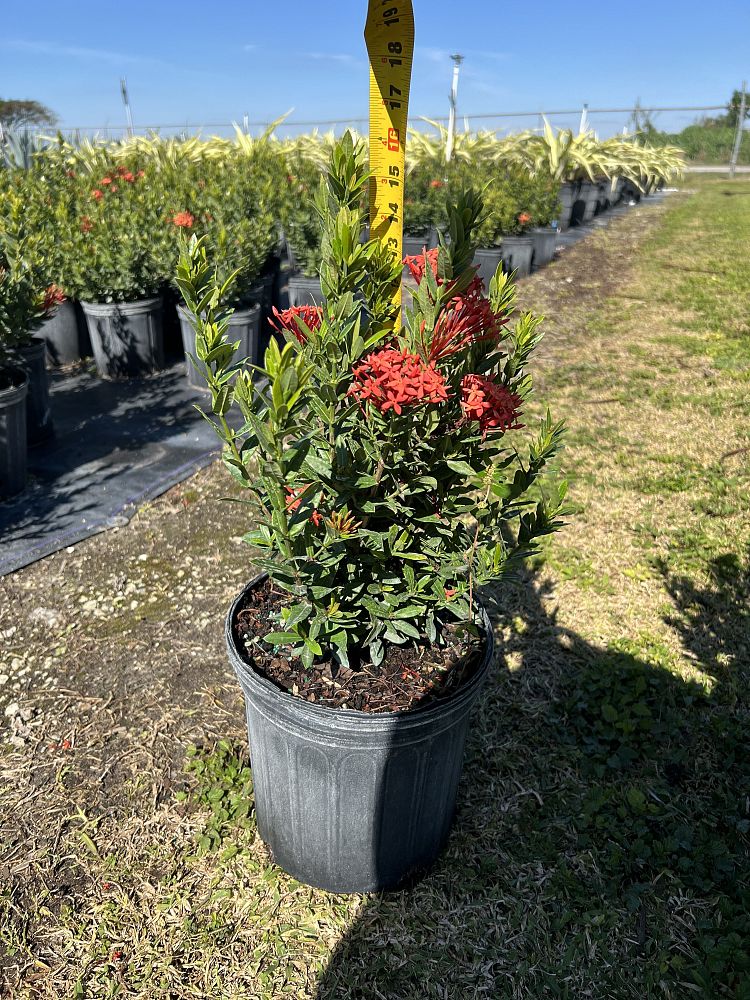 ixora-taiwanensis-dwarf-red-flame-of-the-woods-jungle-flame-dwarf-ixora