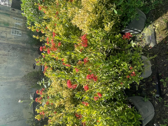 ixora-taiwanensis-dwarf-red-flame-of-the-woods-jungle-flame-dwarf-ixora