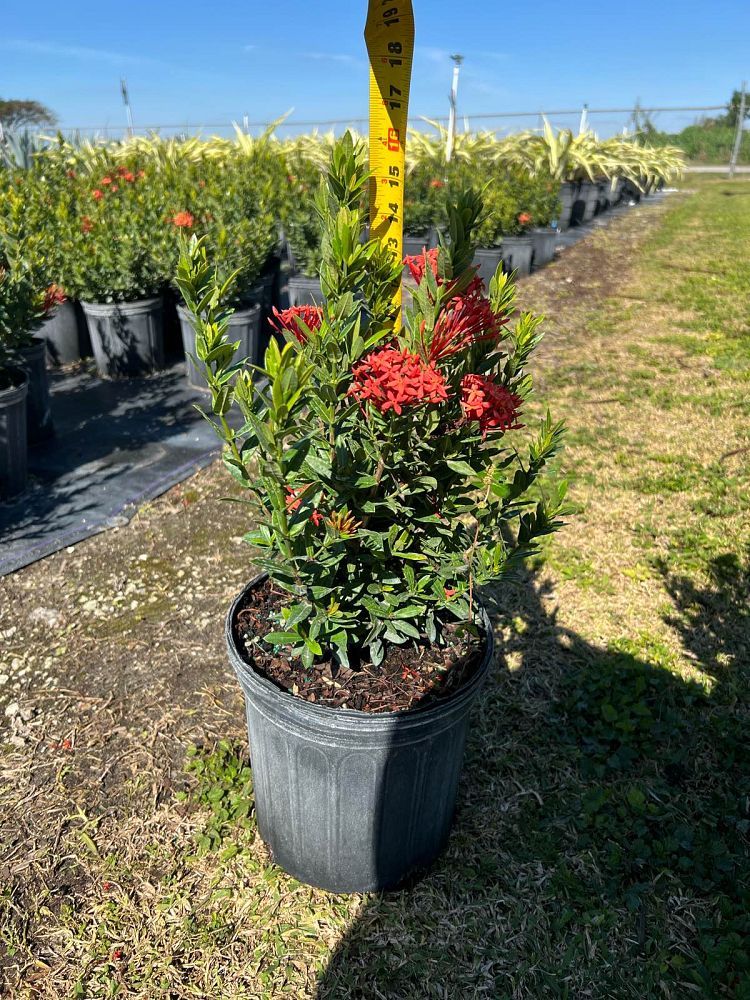 ixora-taiwanensis-dwarf-red-flame-of-the-woods-jungle-flame-dwarf-ixora