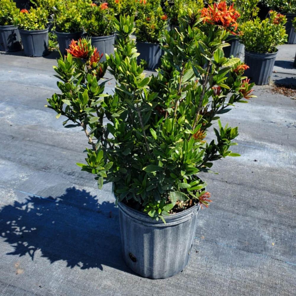 ixora-taiwanensis-dwarf-red-flame-of-the-woods-jungle-flame-dwarf-ixora