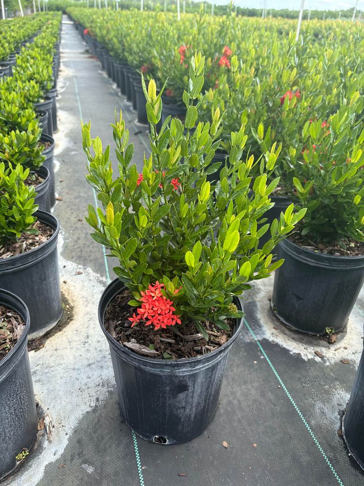 ixora-taiwanensis-dwarf-red-flame-of-the-woods-jungle-flame-dwarf-ixora