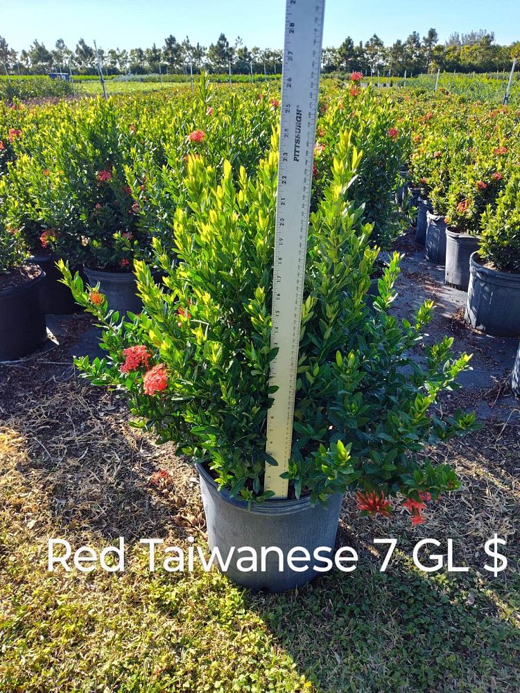 ixora-taiwanensis-dwarf-red-flame-of-the-woods-jungle-flame-dwarf-ixora