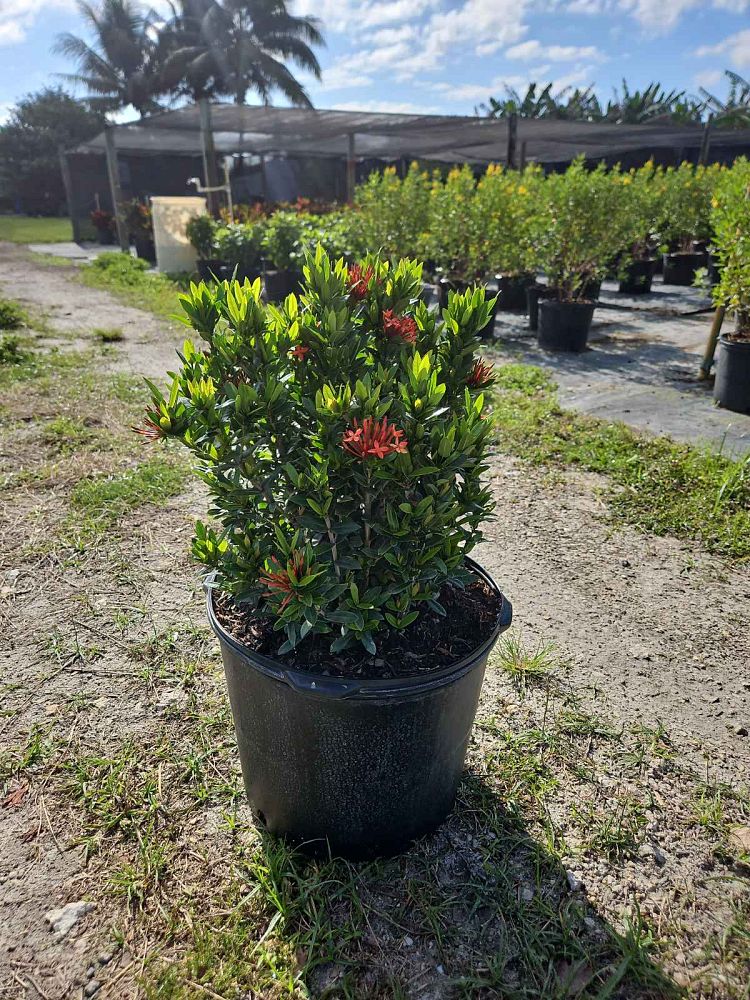 ixora-taiwanensis-dwarf-red-flame-of-the-woods-jungle-flame-dwarf-ixora