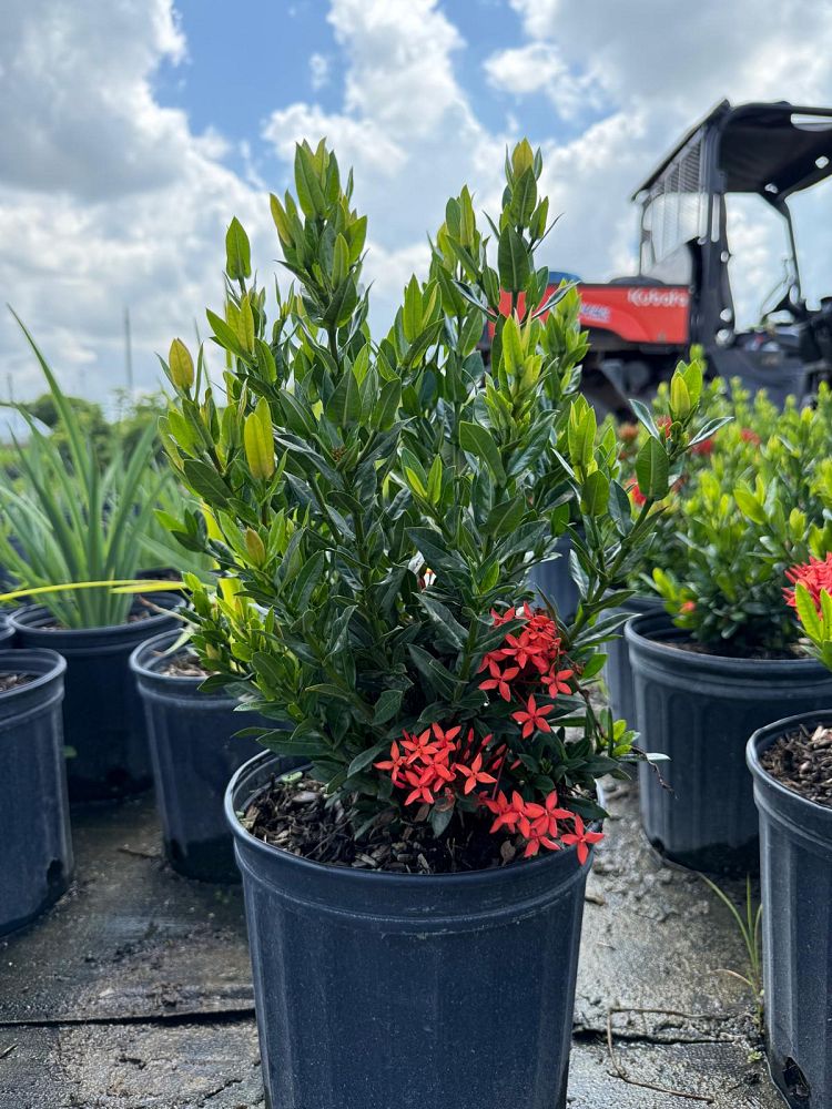 ixora-taiwanensis-dwarf-red-flame-of-the-woods-jungle-flame-dwarf-ixora