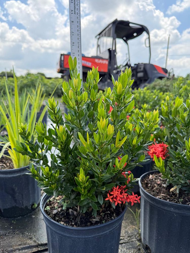 ixora-taiwanensis-dwarf-red-flame-of-the-woods-jungle-flame-dwarf-ixora