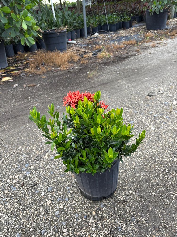 ixora-taiwanensis-dwarf-red-flame-of-the-woods-jungle-flame-dwarf-ixora