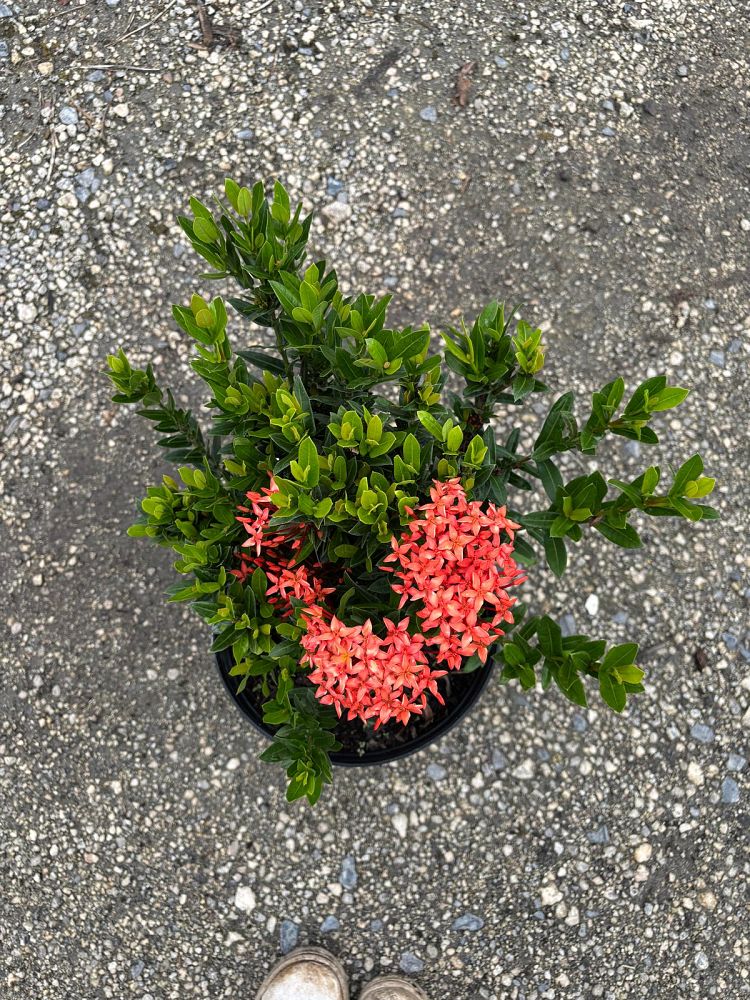ixora-taiwanensis-dwarf-red-flame-of-the-woods-jungle-flame-dwarf-ixora