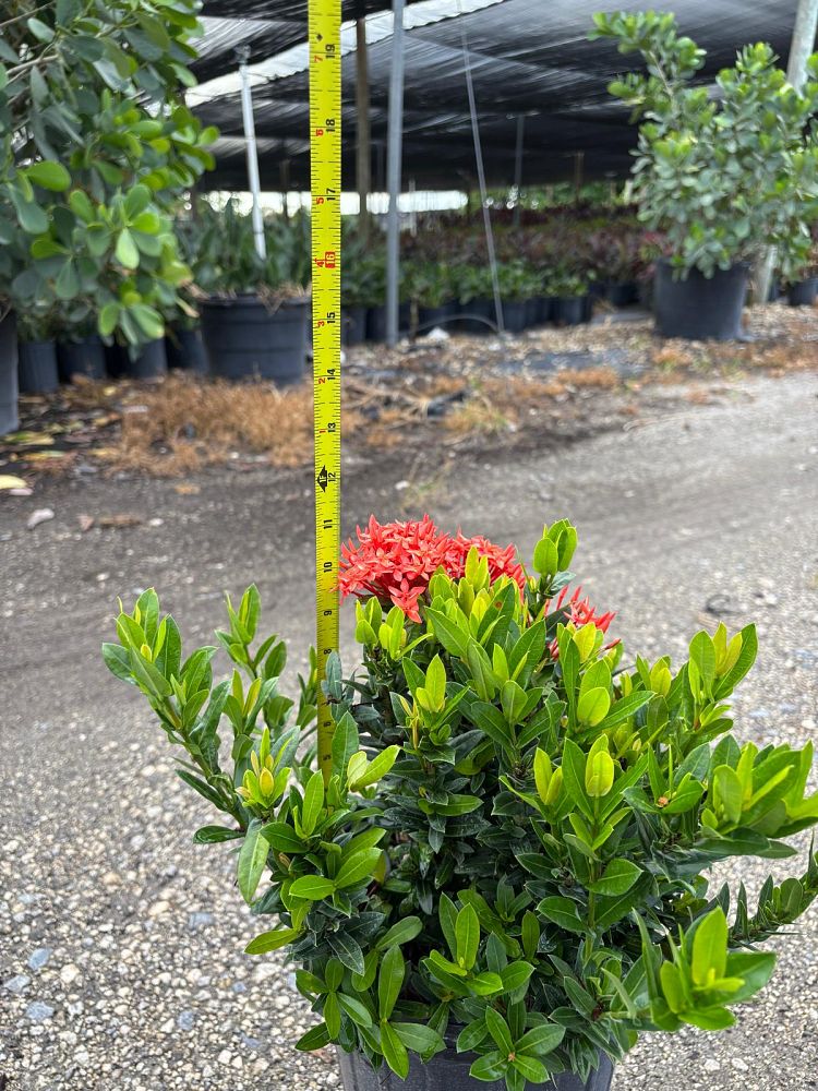 ixora-taiwanensis-dwarf-red-flame-of-the-woods-jungle-flame-dwarf-ixora