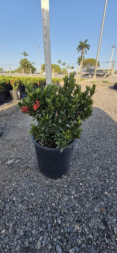 ixora-taiwanensis-dwarf-red-flame-of-the-woods-jungle-flame-dwarf-ixora