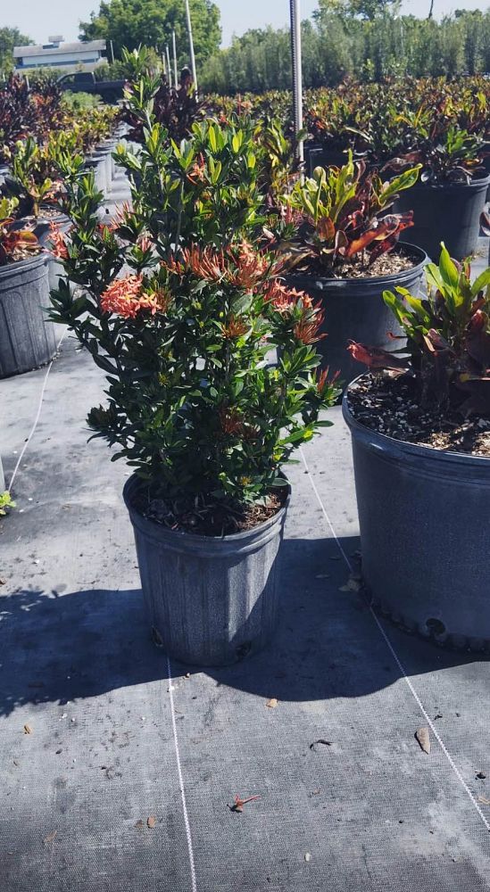 ixora-taiwanensis-dwarf-red-flame-of-the-woods-jungle-flame-dwarf-ixora