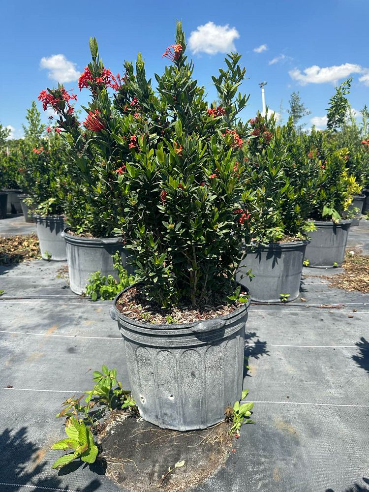 ixora-taiwanensis-dwarf-red-flame-of-the-woods-jungle-flame-dwarf-ixora