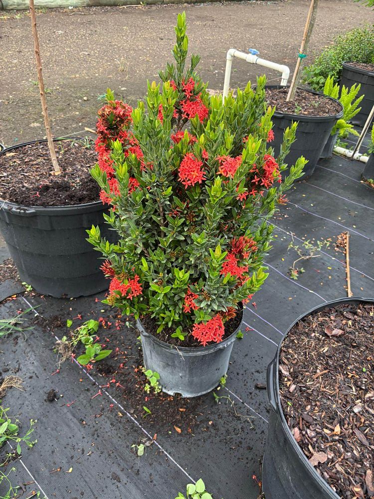ixora-taiwanensis-dwarf-red-flame-of-the-woods-jungle-flame-dwarf-ixora