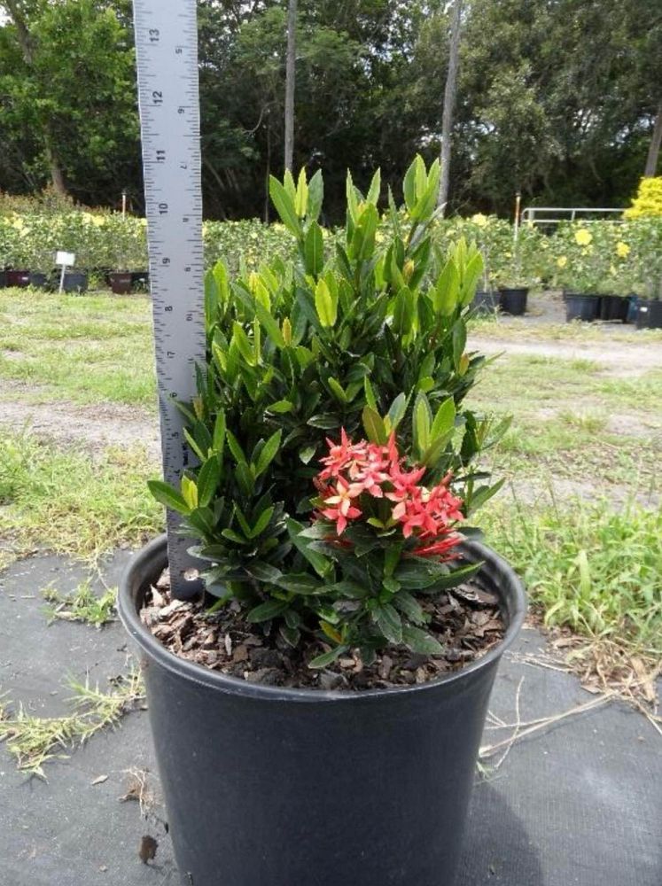 ixora-taiwanensis-dwarf-red-flame-of-the-woods-jungle-flame-dwarf-ixora