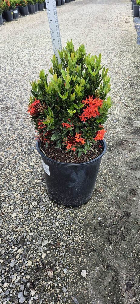 ixora-taiwanensis-dwarf-red-flame-of-the-woods-jungle-flame-dwarf-ixora