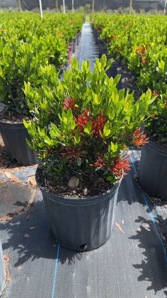 ixora-taiwanensis-dwarf-red-flame-of-the-woods-jungle-flame-dwarf-ixora