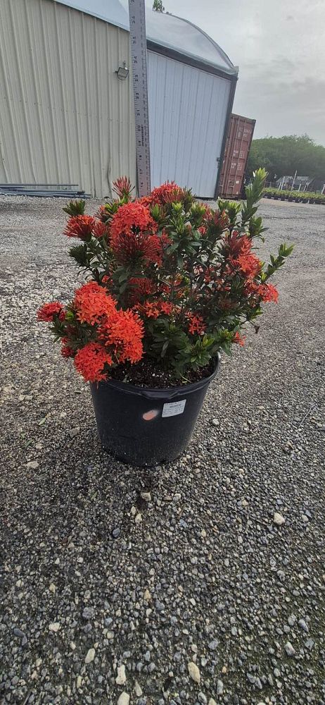 ixora-taiwanensis-dwarf-red-flame-of-the-woods-jungle-flame-dwarf-ixora
