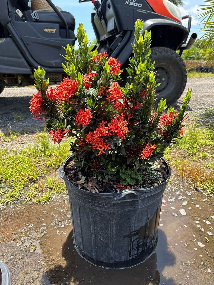 ixora-taiwanensis-dwarf-red-flame-of-the-woods-jungle-flame-dwarf-ixora
