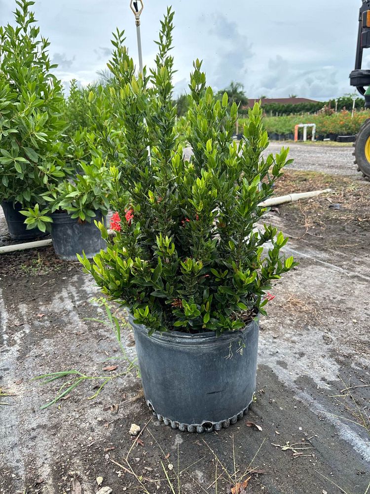 ixora-taiwanensis-dwarf-red-flame-of-the-woods-jungle-flame-dwarf-ixora