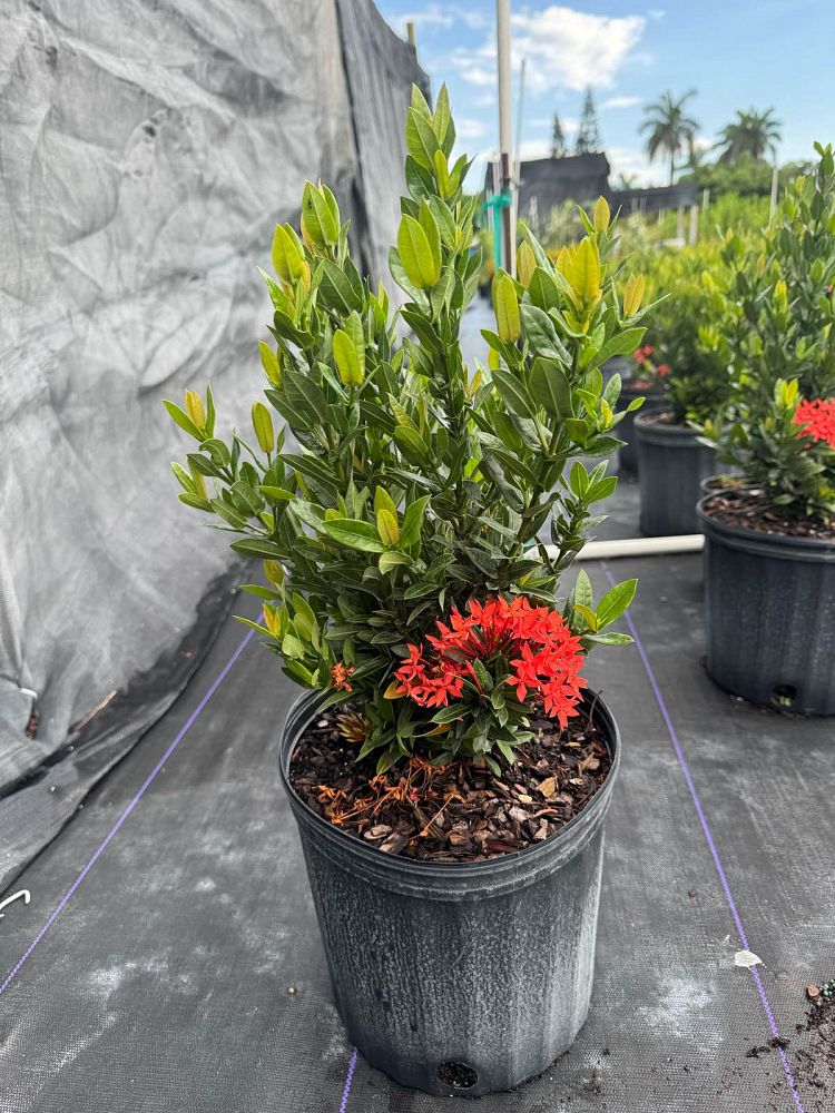 ixora-taiwanensis-dwarf-red-flame-of-the-woods-jungle-flame-dwarf-ixora